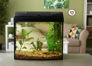 Cara Membuat Filter Aquarium Sendiri yang Mudah dan Cepat