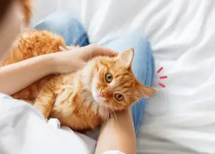 Mengenal Scabies Kucing, Parasit yang Bisa Bikin Kucing Terus Merasa Gatal!