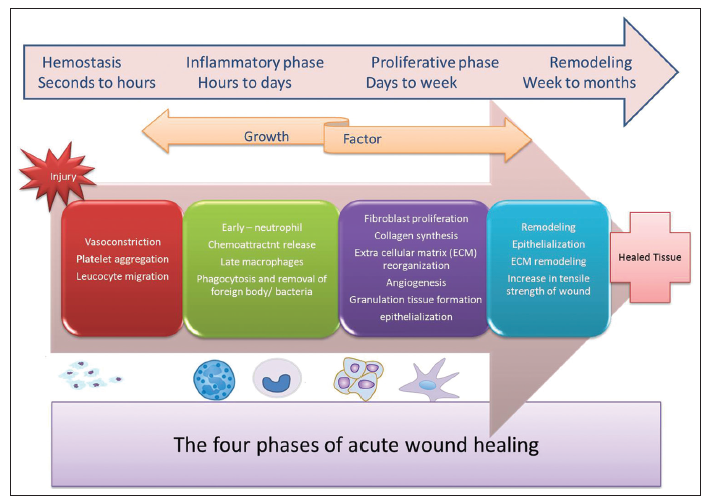 Infected Wound Healing Stages