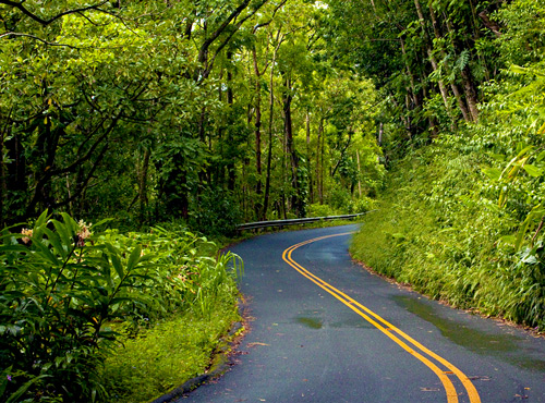 HONOLULU'S BACKYARD RAINFOREST TOUR