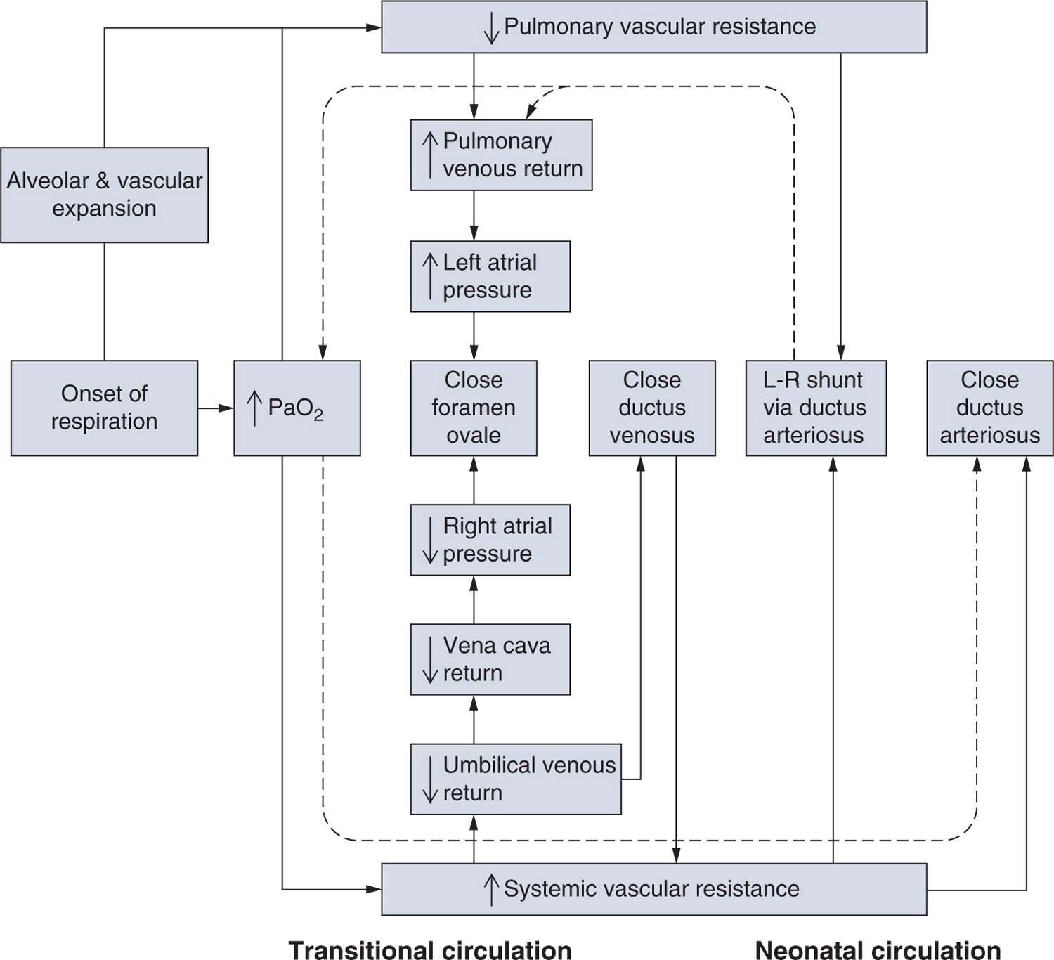 Patent Ductus Arteriosus Pathophysiology