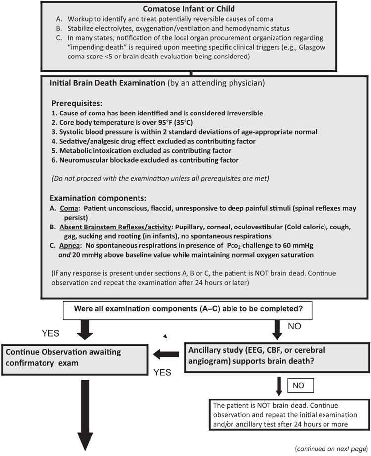 Brain Death | Obgyn Key