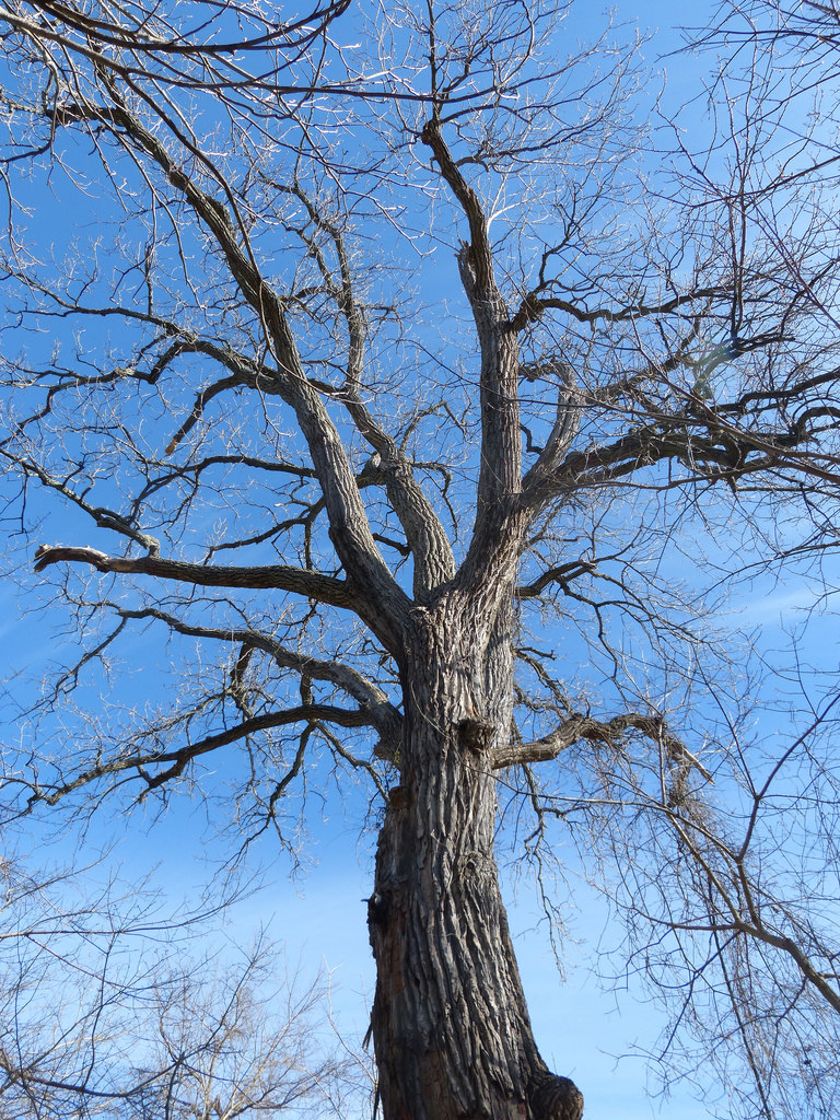 Eastern Cottonwood in Washington Co., Maryland (3/5/2017).