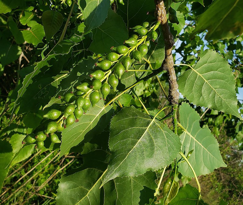 Eastern Cottonwood in fruit in Queen Anne's Co., Maryland (5/7/2019).