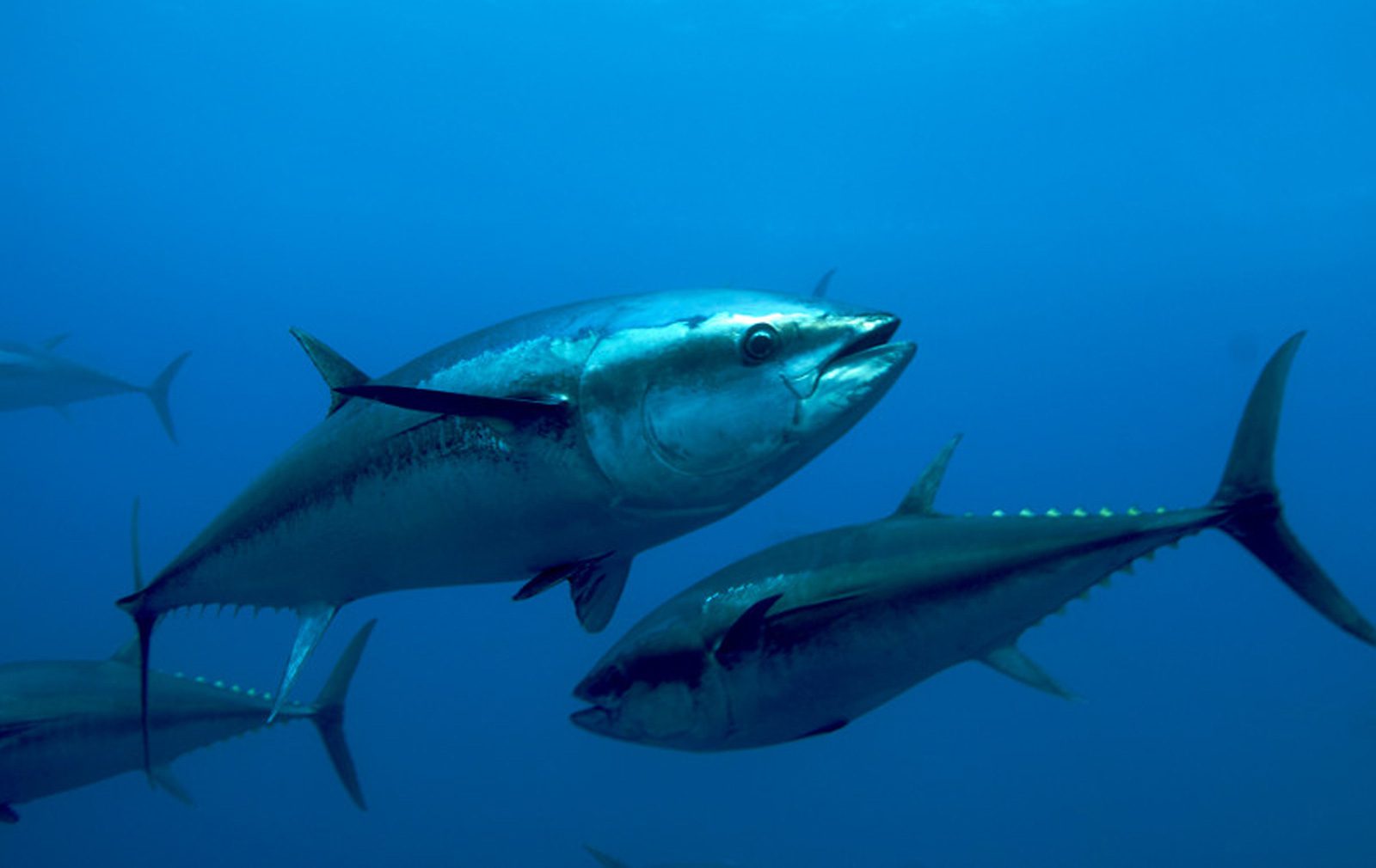 Giant Bluefin Tuna