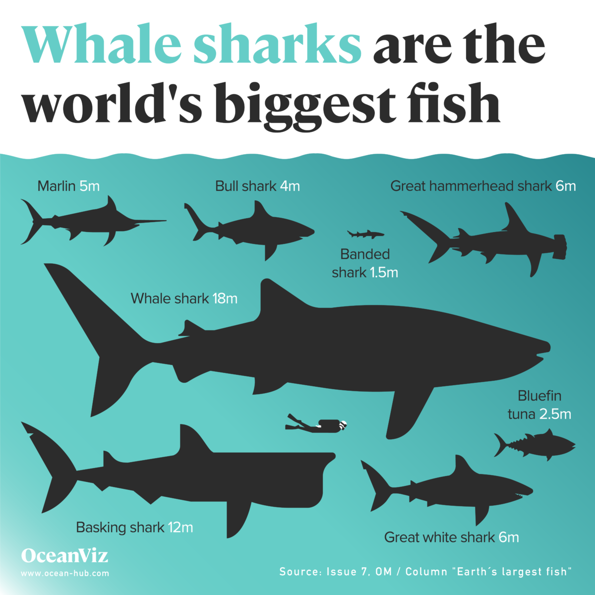 Whale sharks are the world´s biggest fish - Oceanographic - Oceanographic