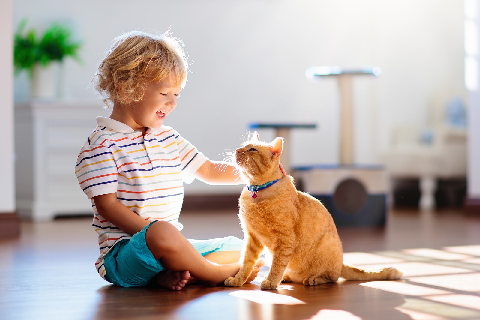 child showing how to pet a cat at home