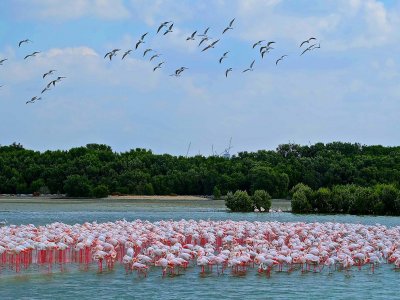 Ras Al Khor Wildlife Sanctuary in Dubai