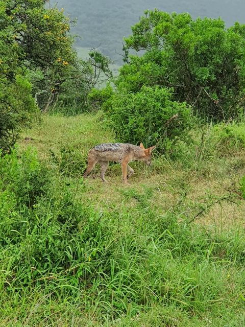 Addo Elephant National Park Tour