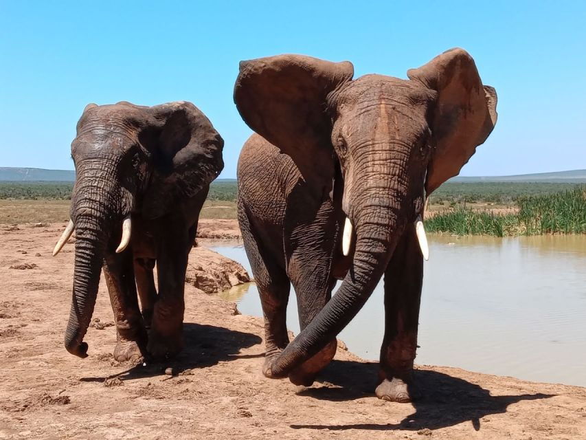 Private Full Day Addo Elephant National Park Safari