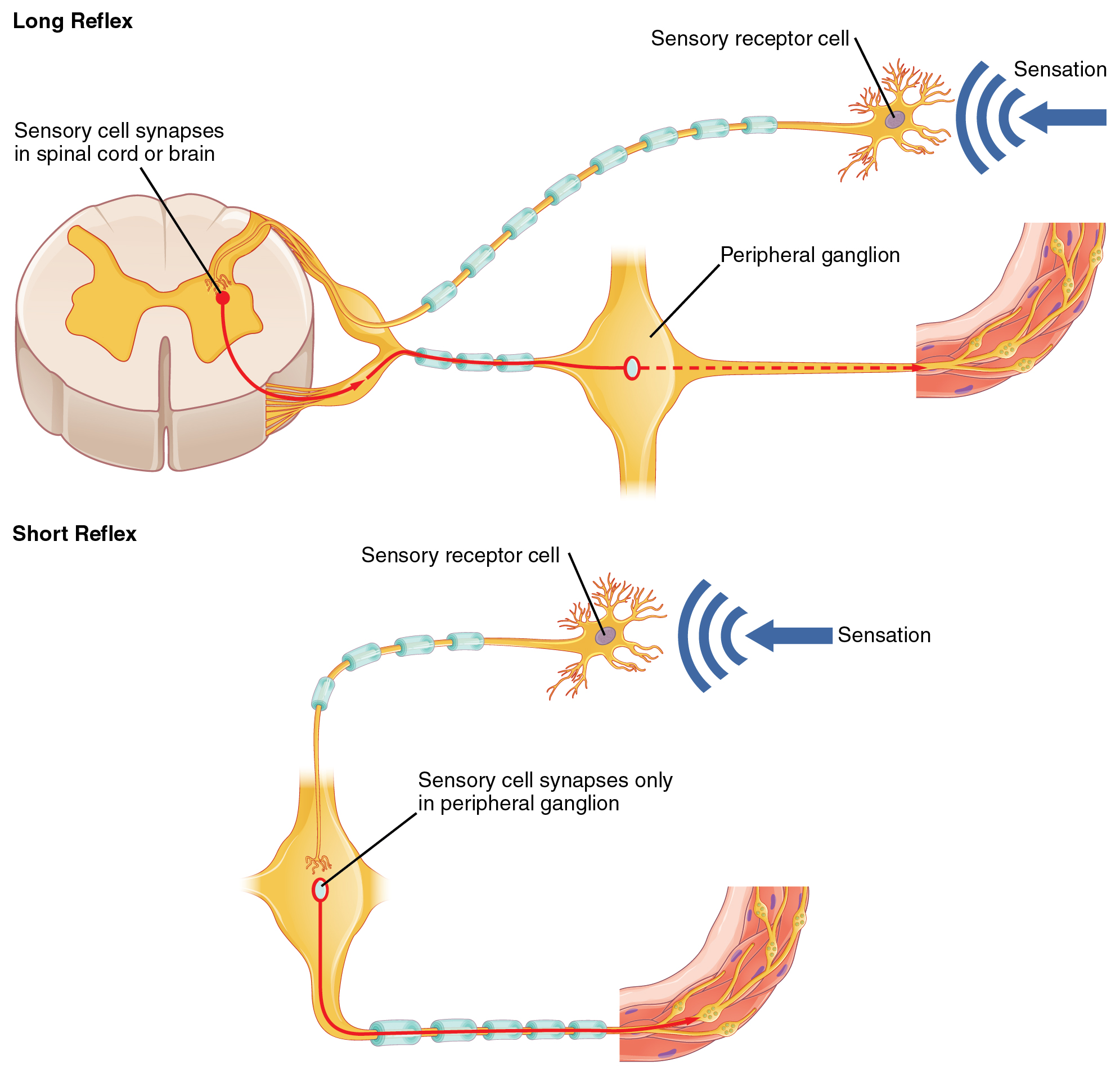 Effector Receptor Motor Neuron Sensory Neuron Diagram The Ne