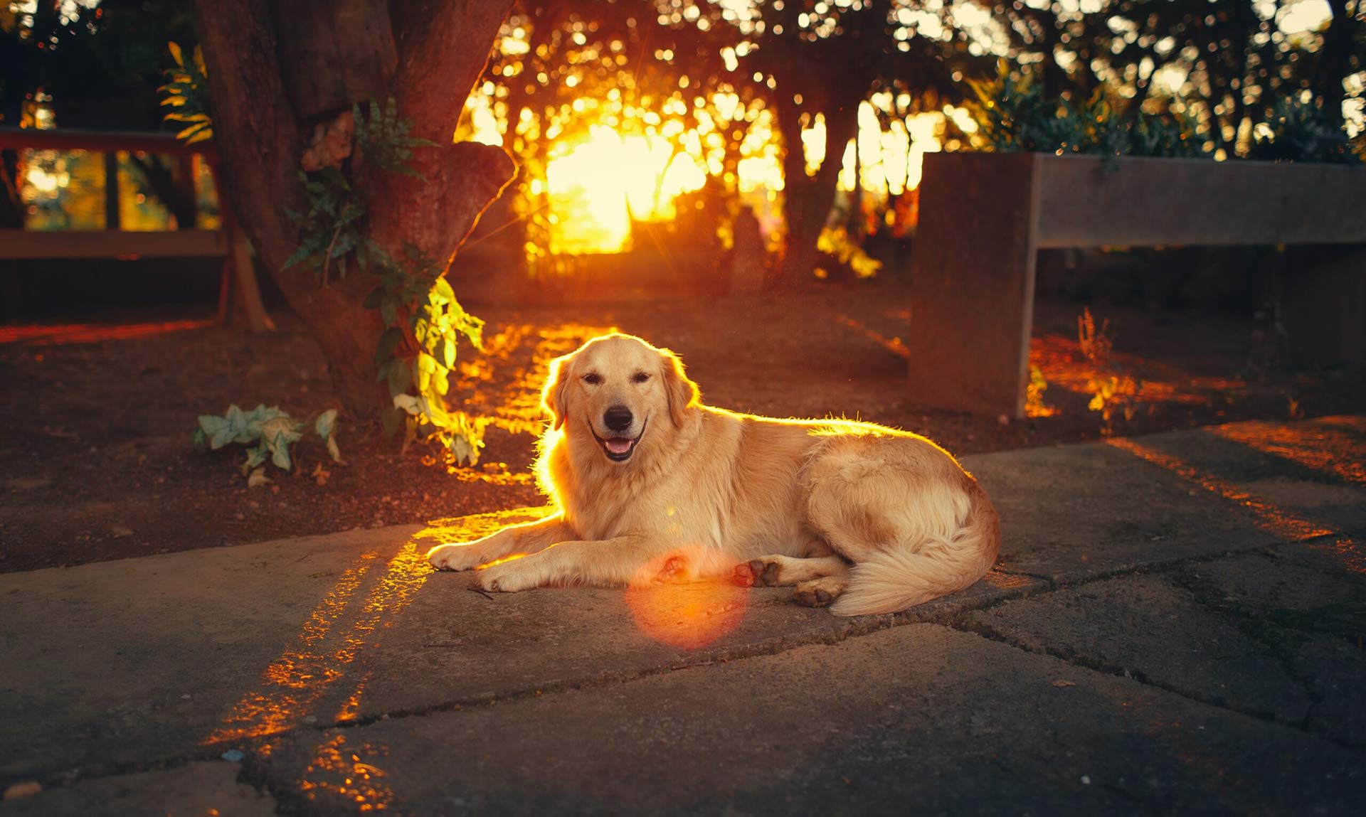 Golden Retreiver in the woods