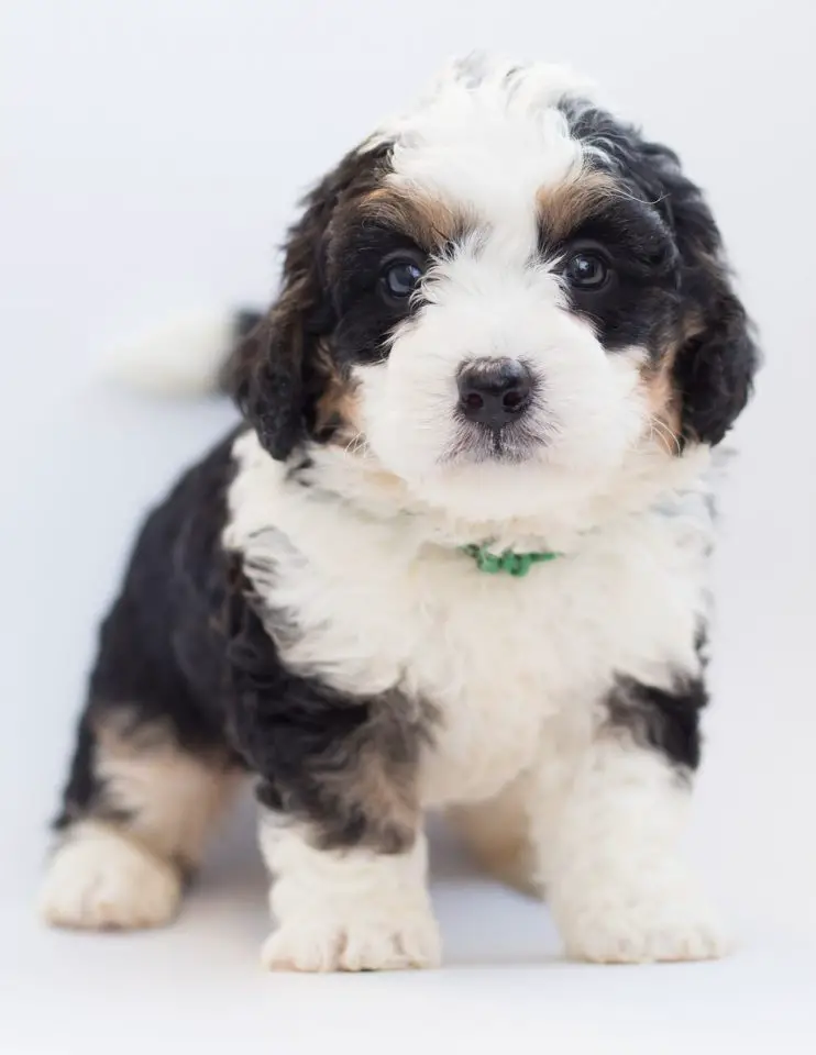 A bernedoodle