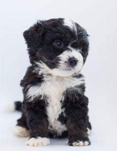 A bernedoodle