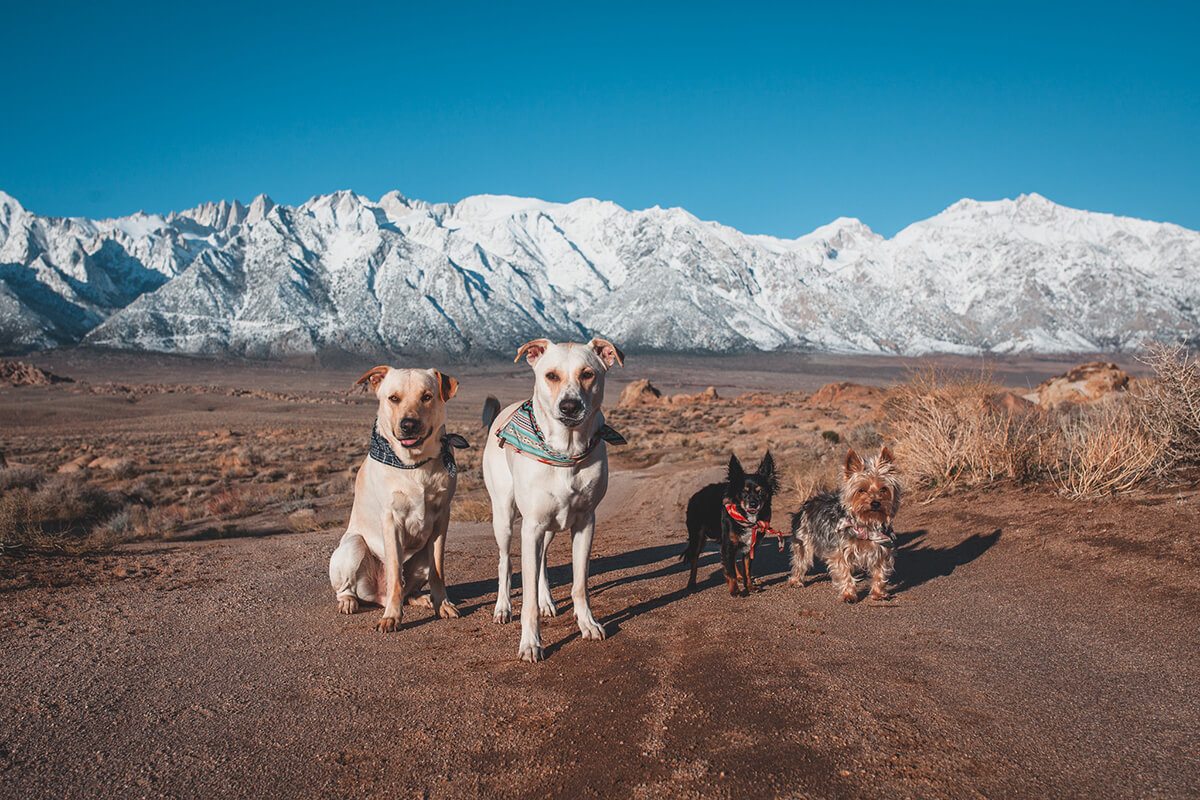 Dogs in the mountains