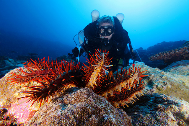 diver in scuba suit hovering over a crown of thorns starfish with a handheld device that is inserted into the starfish to inject the lethal substance