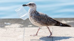 Gaviotas plásticos