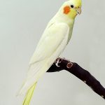 lutino cockatiel