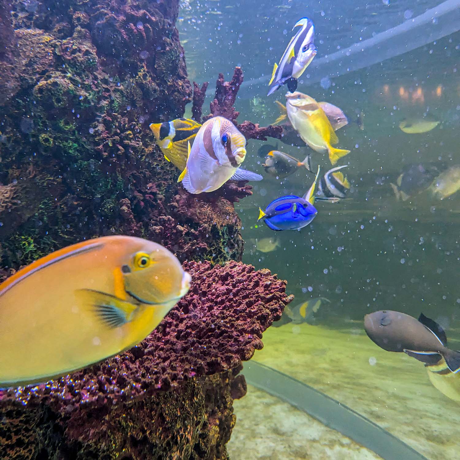 Tropical fish swimming near coral formations in Ocean Casino Resort's lobby aquarium, featuring yellow tangs, blue tang, and other colorful reef fish