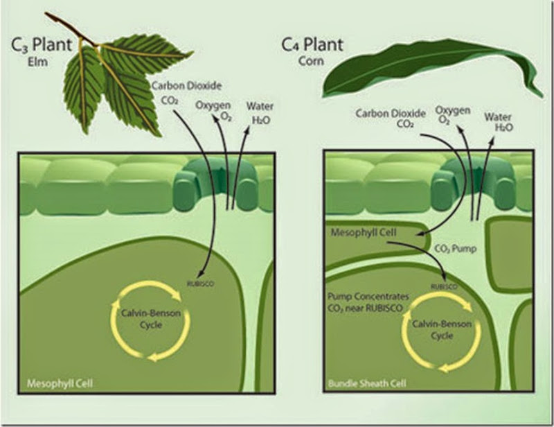 Planta C3 E C4 Exemplos - LIBRAIN