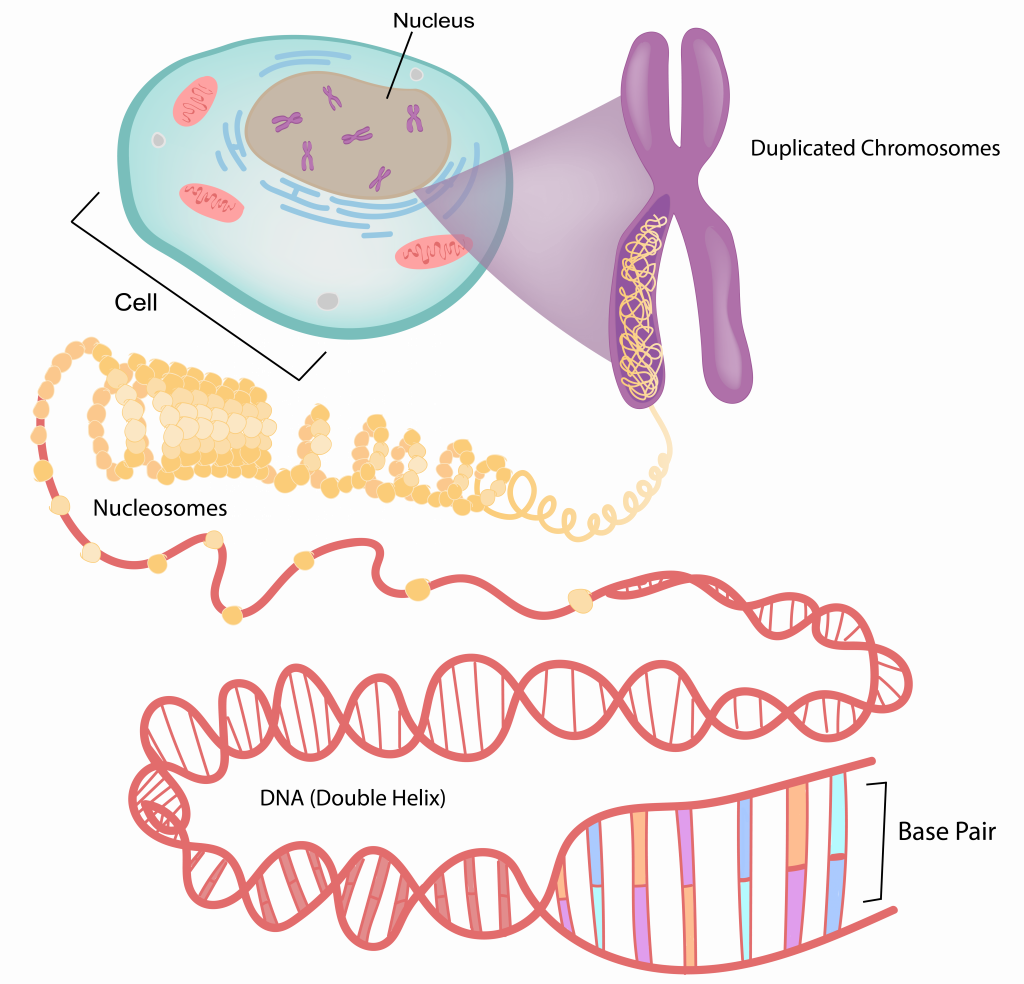 5 2 The Genetic Basis Of Gene Expression The Evolution And Biology Of ...