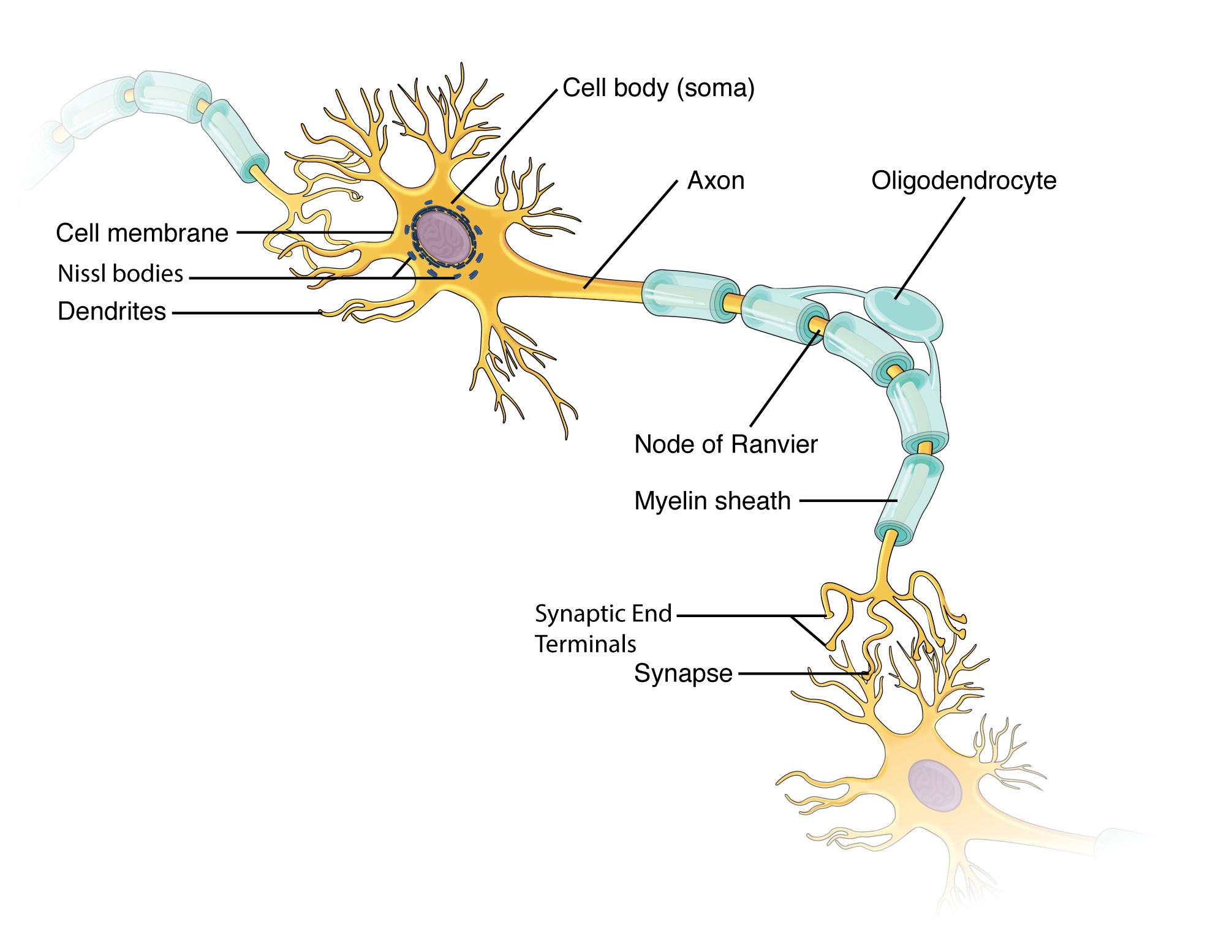 Components Of A Neuron Diagram Neuron Diagram, Neurons, Nerv