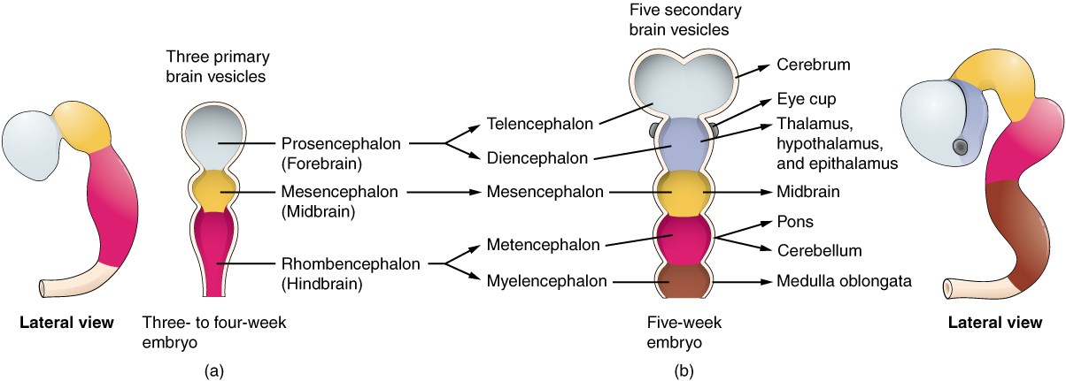 This image shows the developmental stages of the brain. The left panel shows a lateral view and an anterior view of the brain of a three-to-four week old embryo The three regions are labeled. The right panel shows the anterio and lateral view of a five-week embryo and the five regions are labeled.