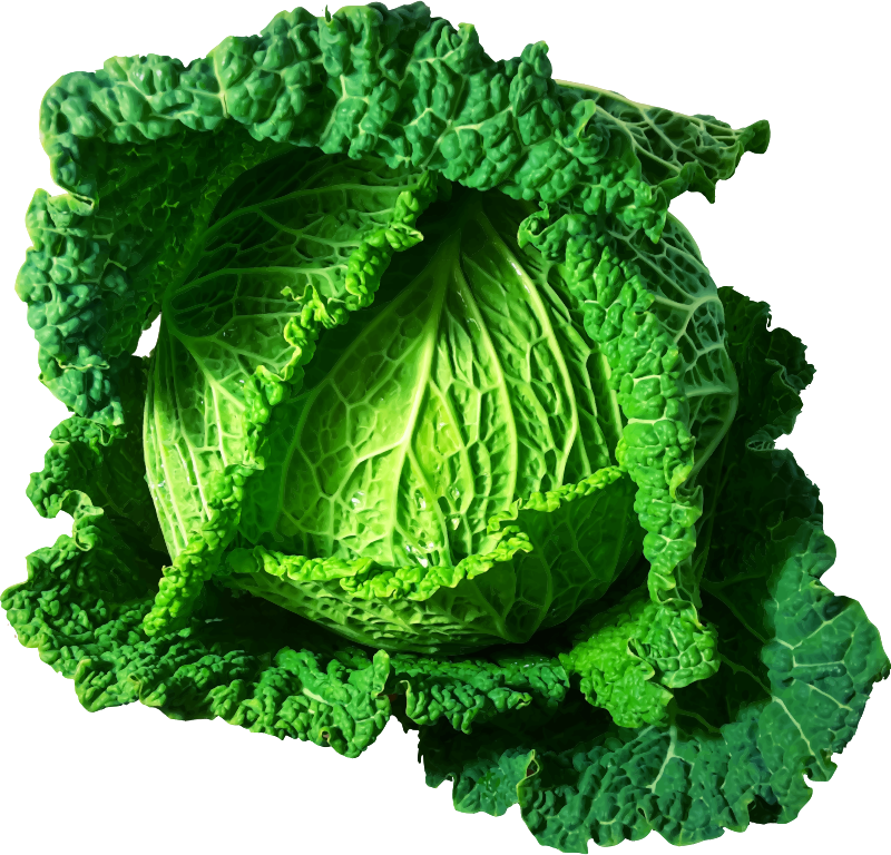 Cabbage