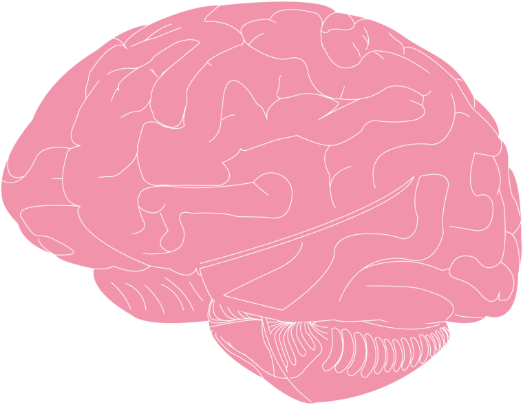 Brain Illustration - Openclipart