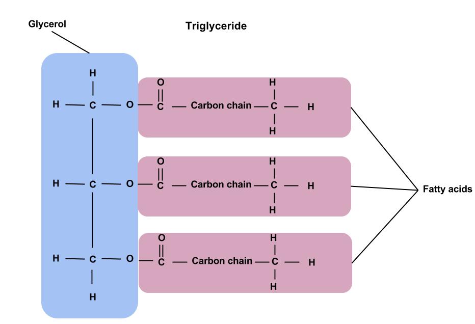 Structure of lipids download - sirple