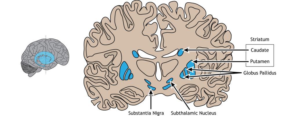 Illustration of a coronal section of the brain showing the location of the basal ganglia and region names.