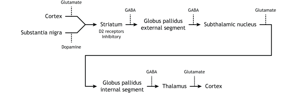 Illustration of indirect pathway within the basal ganglia.