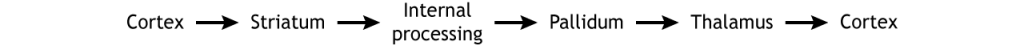 Illustration of the loop circuitry: cortex to striatum to internal processing to pallidum to thalamus to cortex.