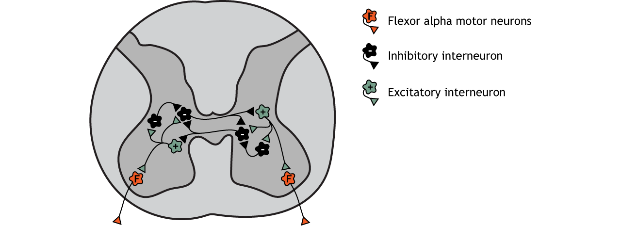 Illustration of spinal cord and a circuit of interneurons and motor neurons.