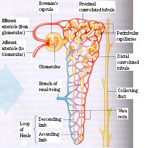 Nephron