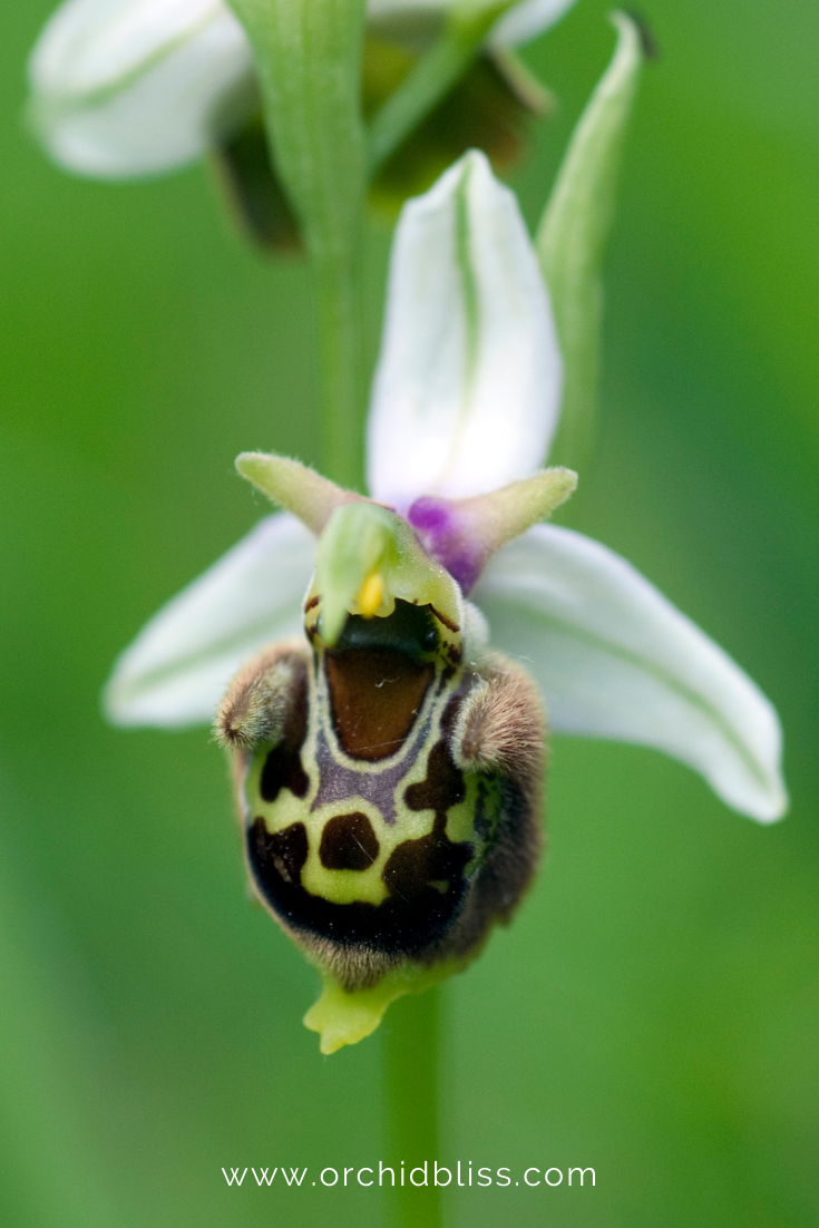 bee orchid