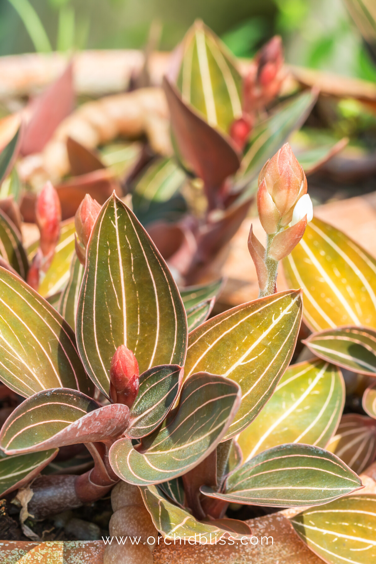 jewel orchid - ludisia - starter orchid