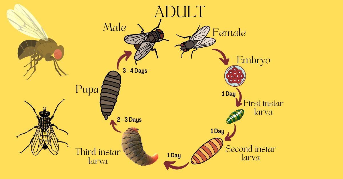 Fruit Flies Life Cycle