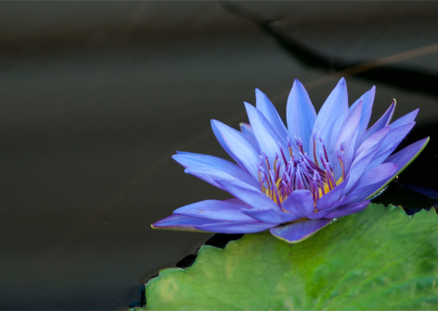 Indian Lotus Symbol