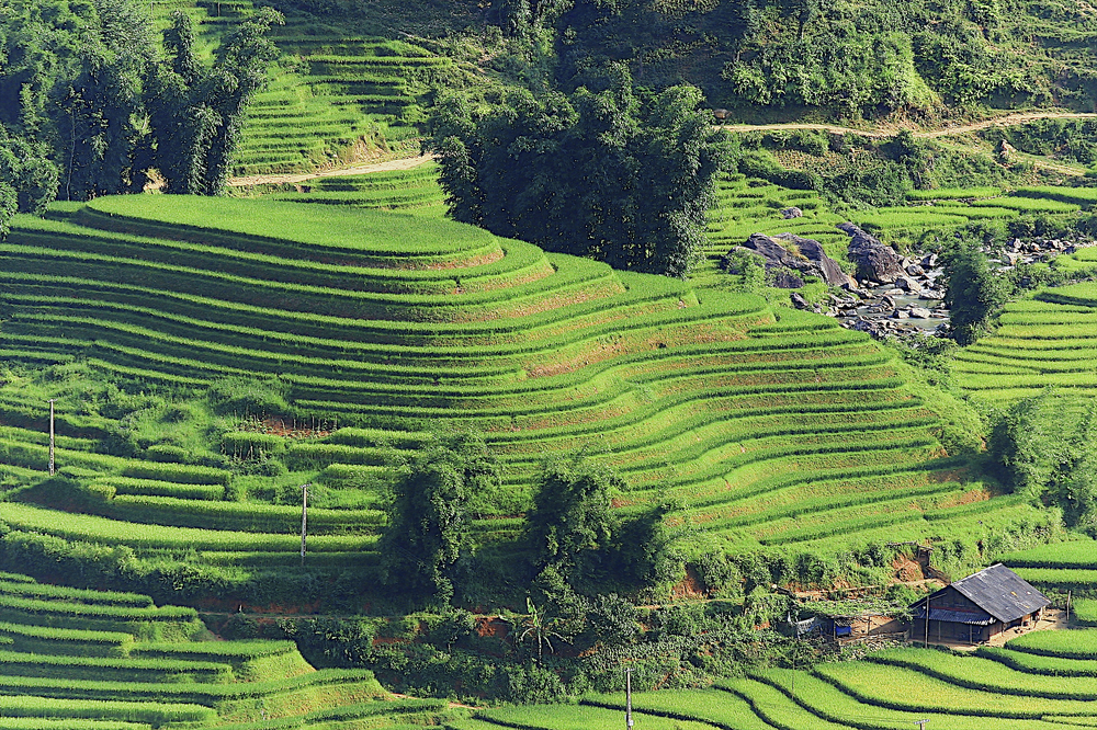 Rice Terraces of the Philippines