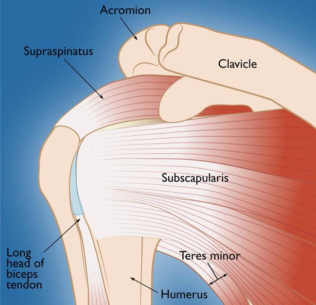 Rotator Cuff Capsule Strain at Javier Lary blog