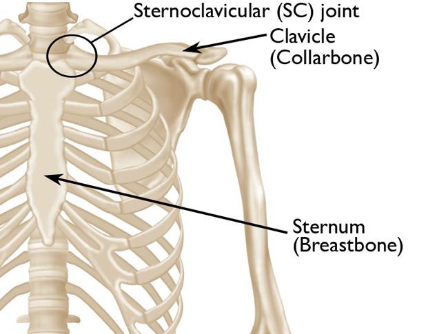 Clavicle Muscle Anatomy