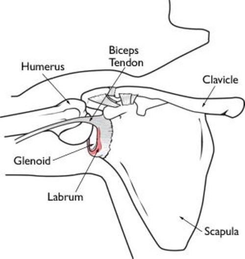 Shoulder Anatomy Labrum