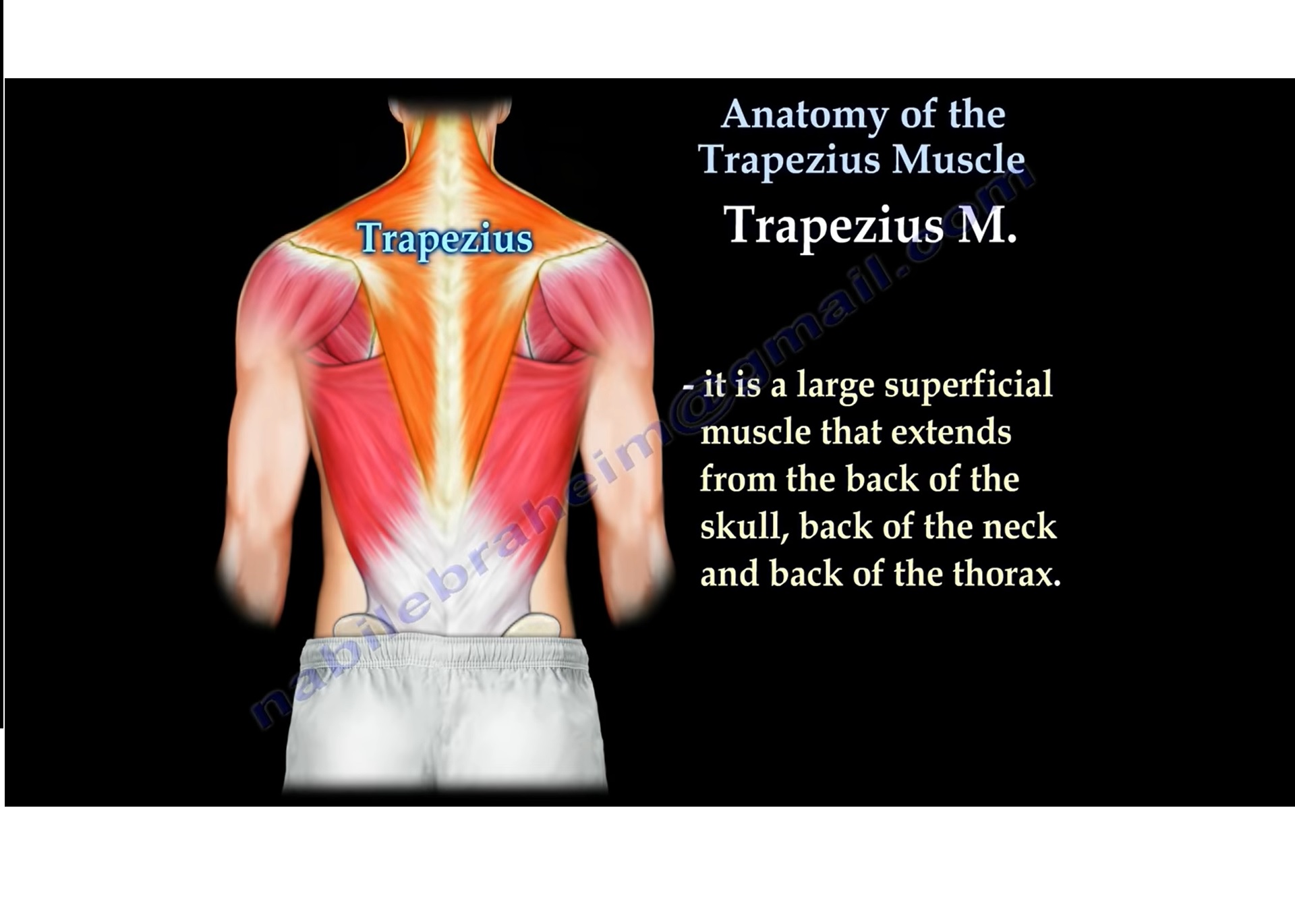 Simple Neck Muscle Diagram Trapezius Muscle Anatomy A - vrogue.co