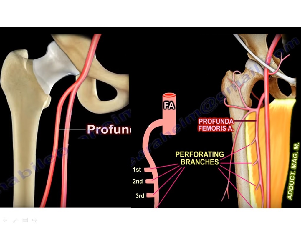 Anatomy of Profunda Femoris Artery — OrthopaedicPrinciples.com