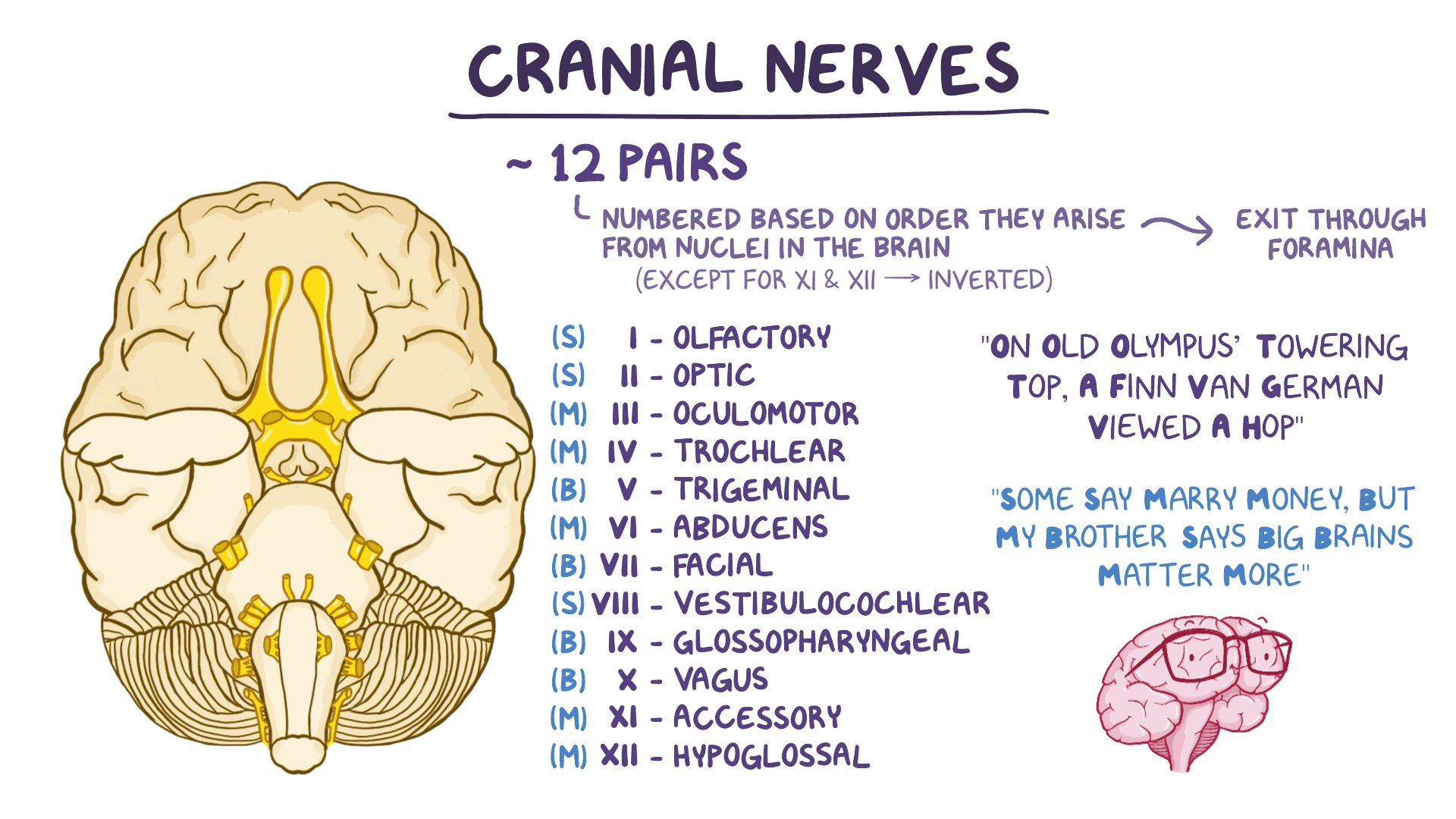 12 Cranial Nerves Mnemonics Cranial Nerves Mnemonic Cranial Nerves ...