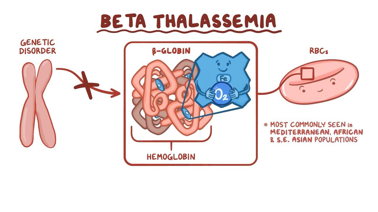 Beta-thalassemia: Video, Anatomy, Definition & Function | Osmosis