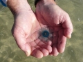 Blue Button Jelly