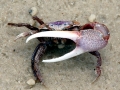 Fiddler Crab