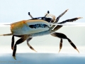 Fiddler Crab